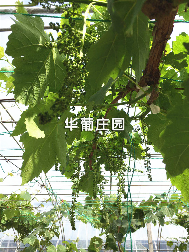 Q324�Ď�ʽ����C